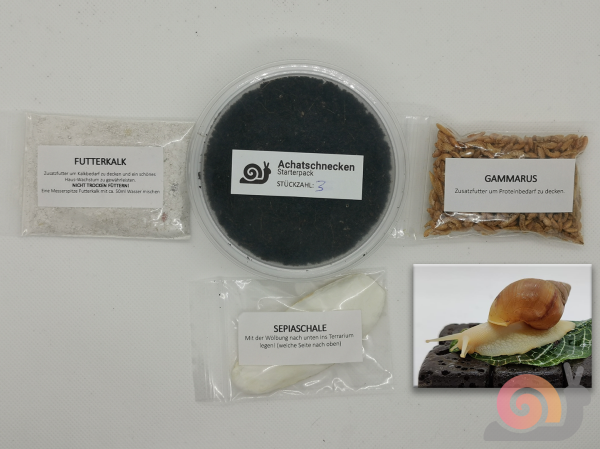 Lissachatina Fulica Rodatzi Albino Body Starterpack